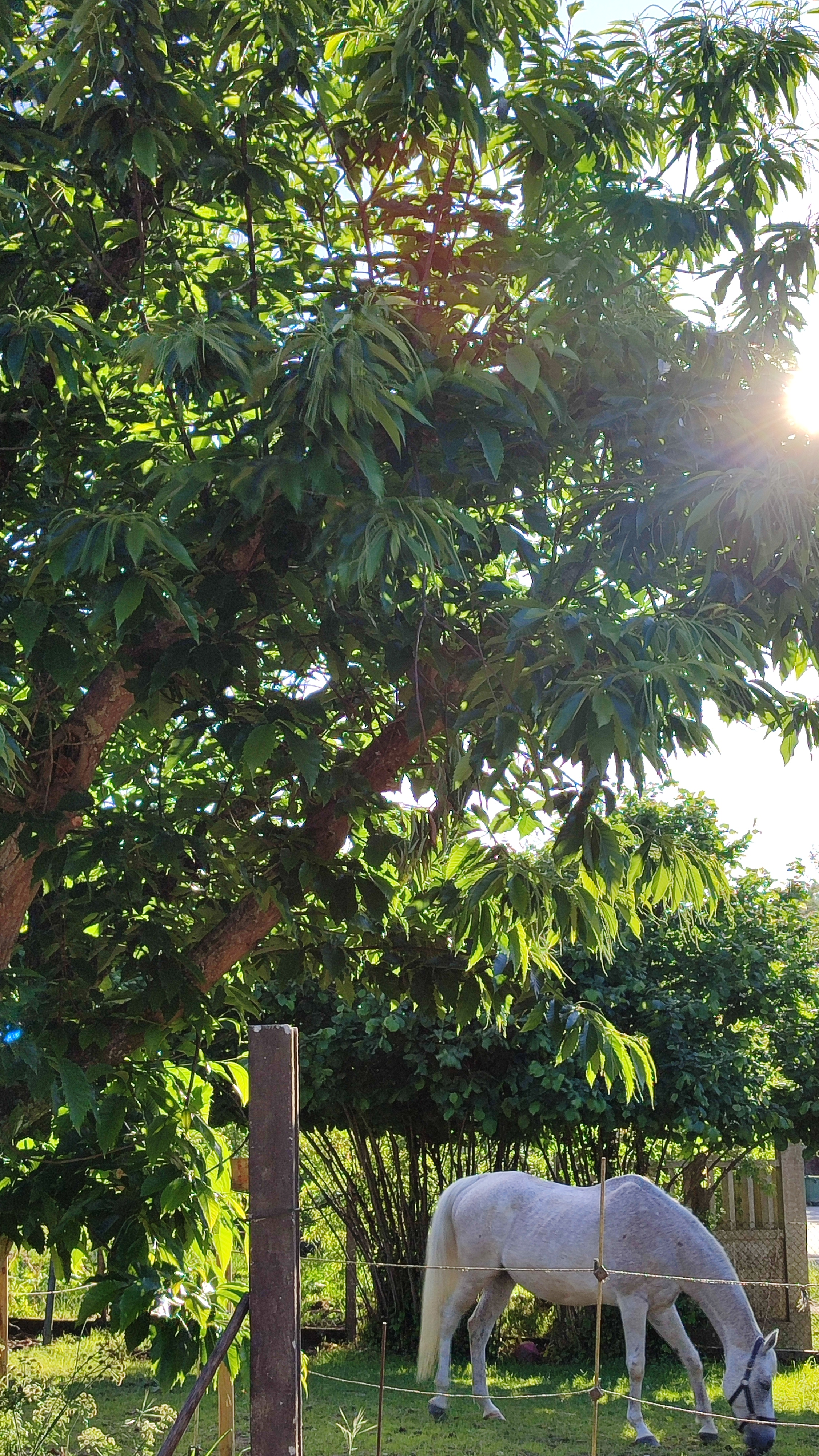 Zona verde